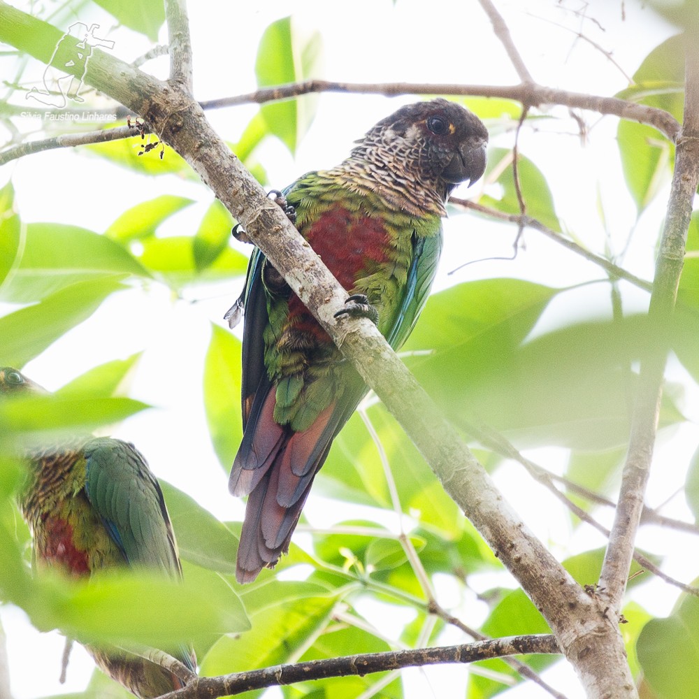 Bonaparte's Parakeet - Silvia F🪶 Linhares