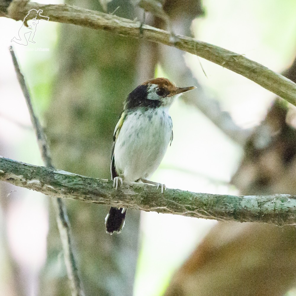 White-cheeked Tody-Flycatcher - Silvia F🪶 Linhares