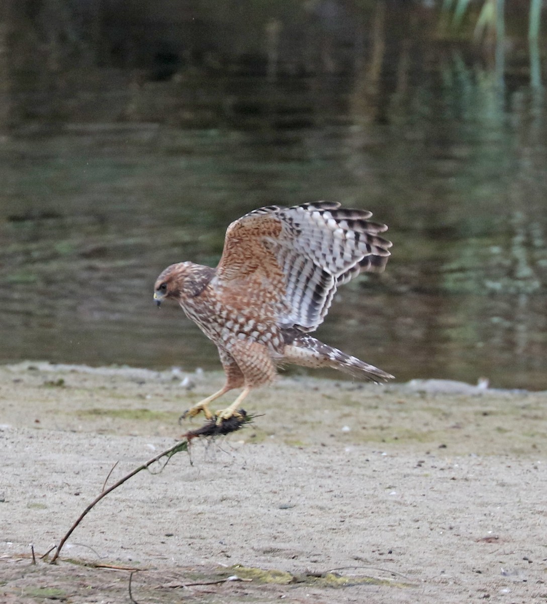 Red-shouldered Hawk - ML69351421