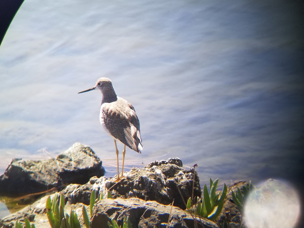 Greater Yellowlegs - ML69351931