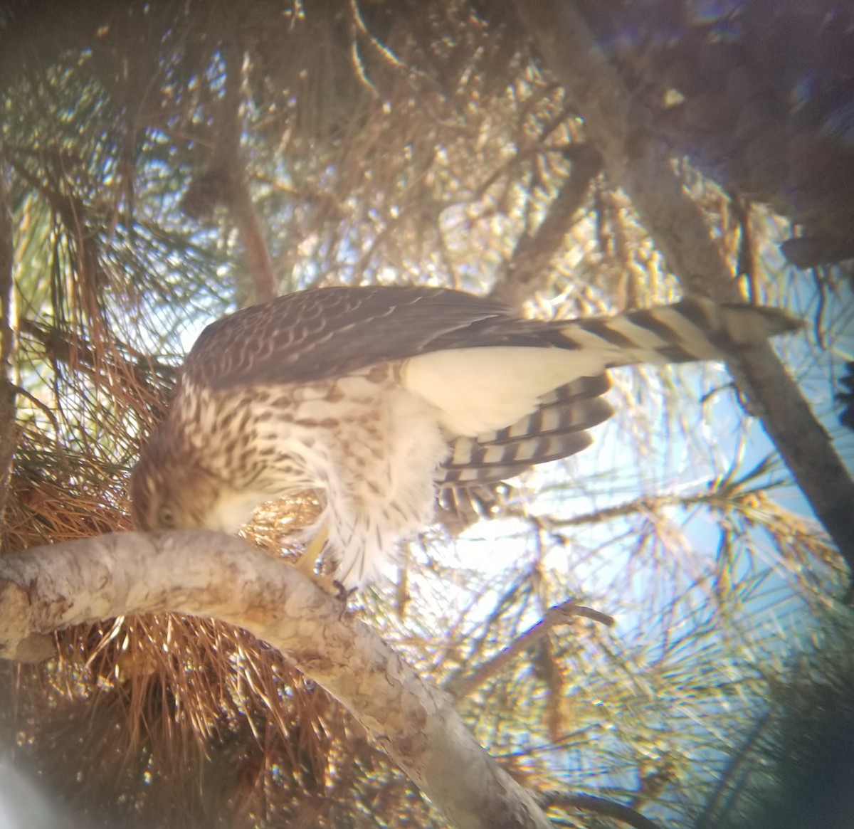 Cooper's Hawk - ML69352381