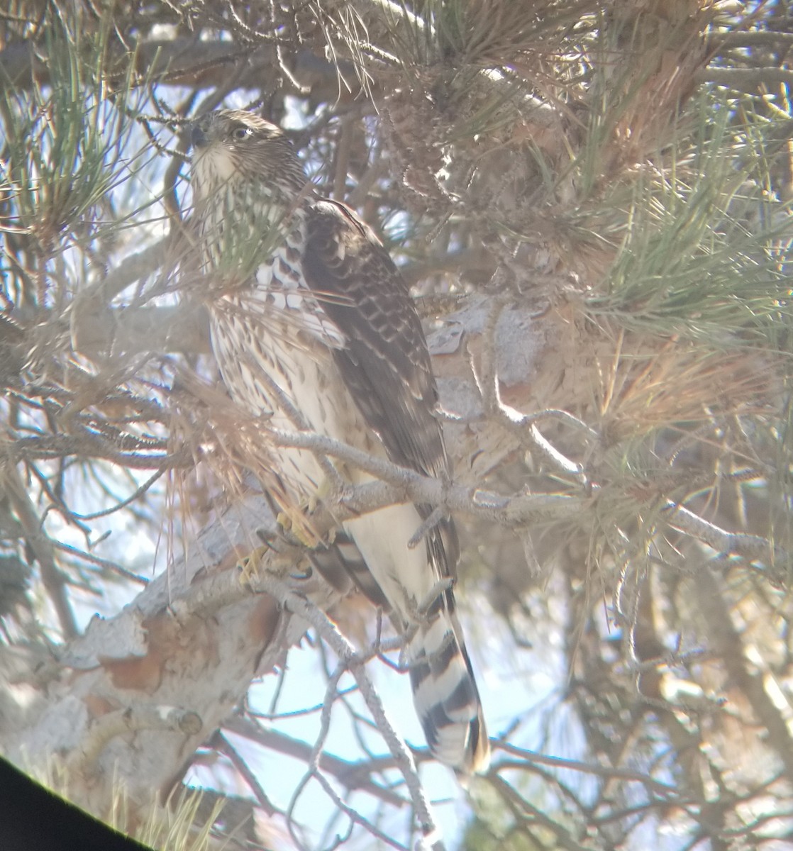 Cooper's Hawk - ML69352401