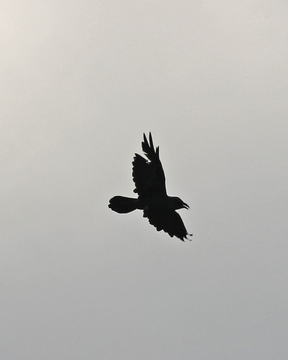 ravn - ML69352431