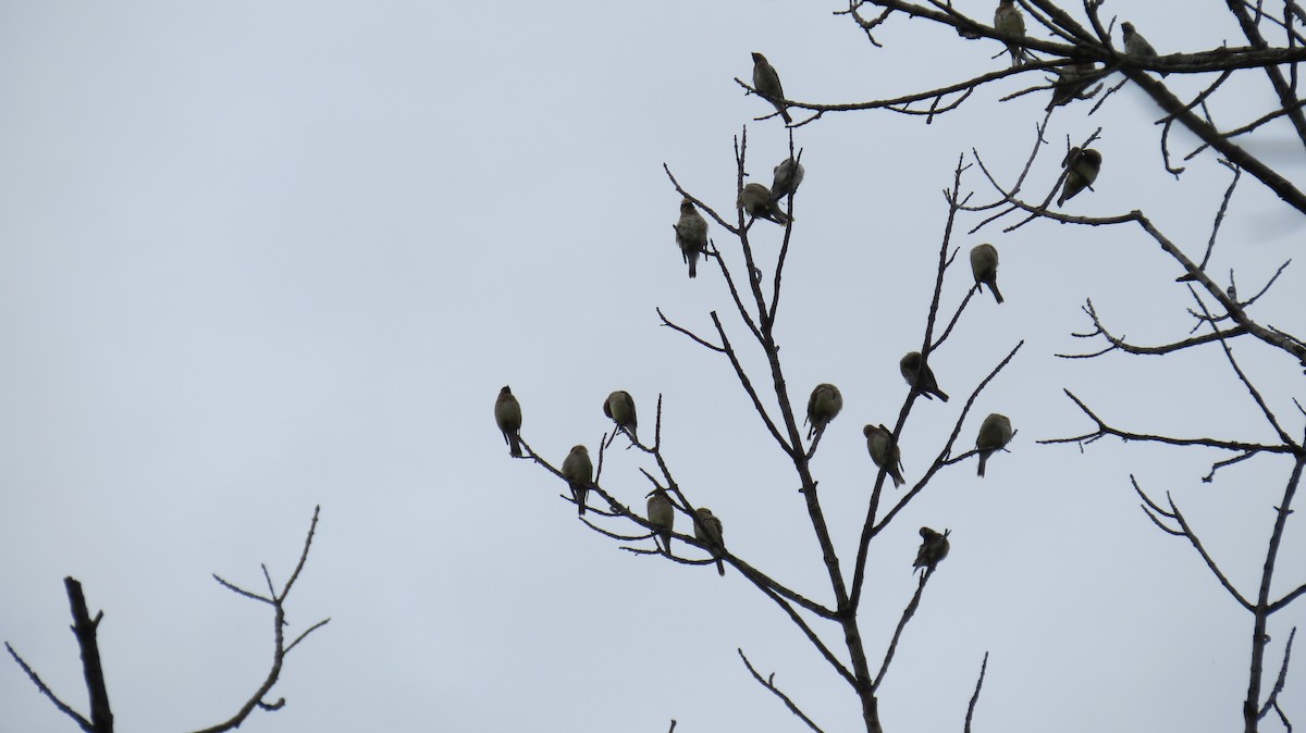 Cedar Waxwing - ML69352571