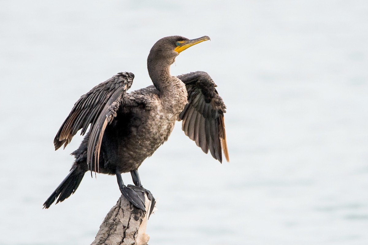 Double-crested Cormorant - Sue Barth