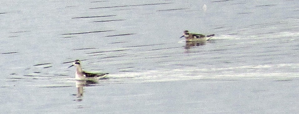 Red-necked Phalarope - ML69354411