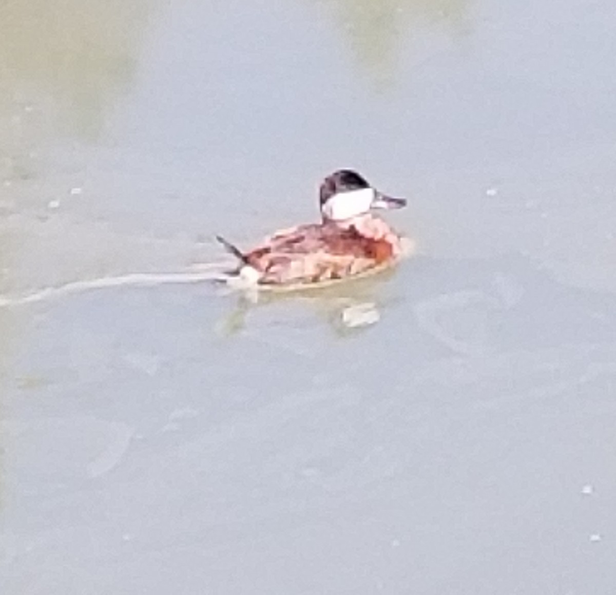 Ruddy Duck - ML69355701
