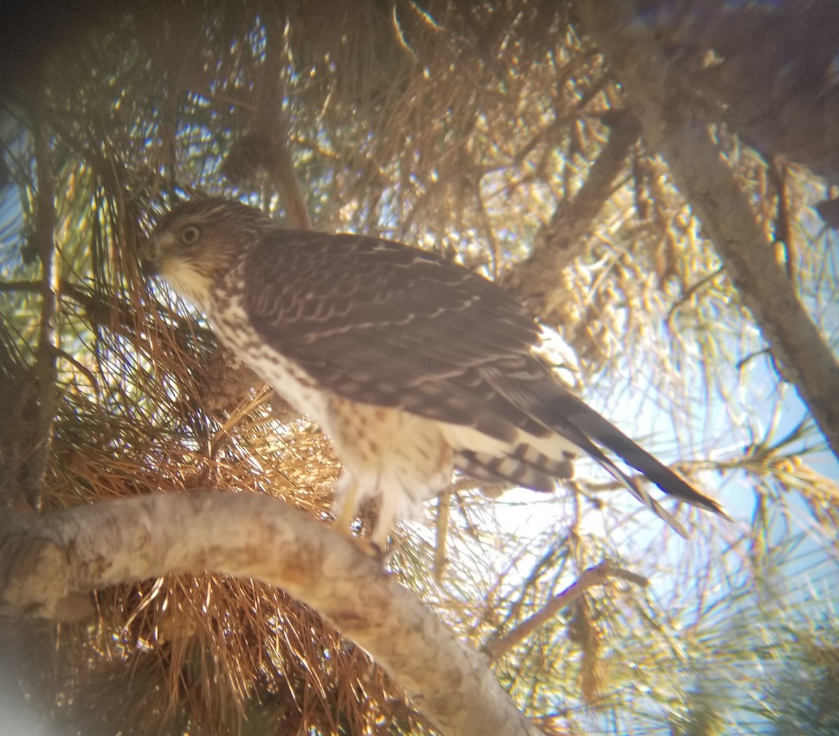 Cooper's Hawk - ML69355801
