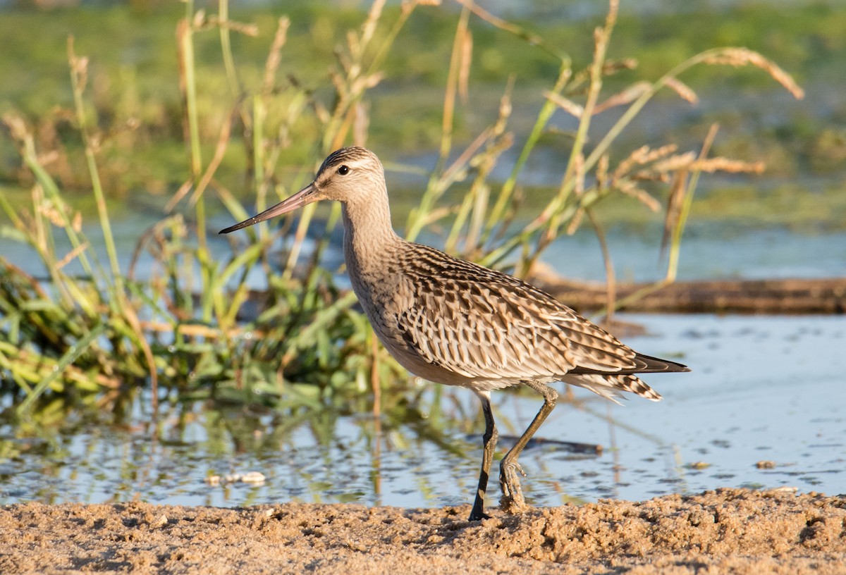 Bar-tailed Godwit - Rui Pereira | Portugal Birding