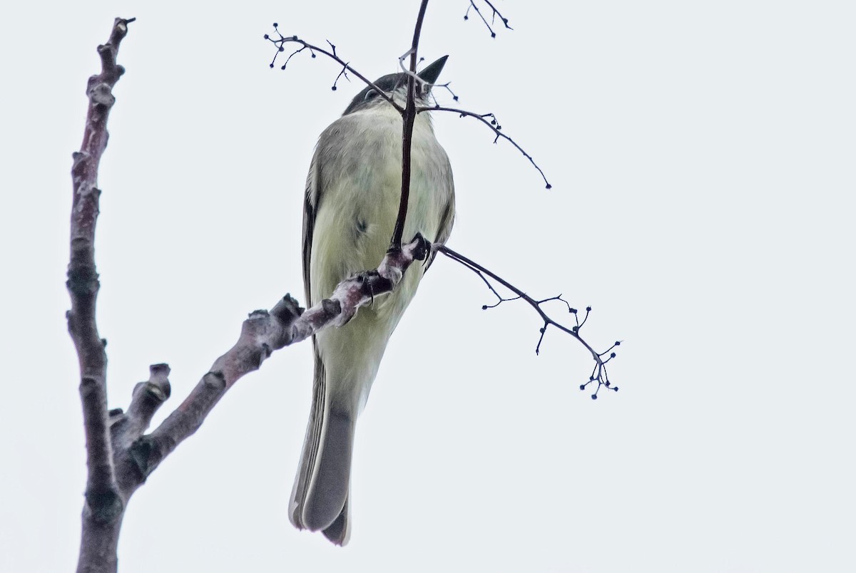 Eastern Phoebe - ML69356101