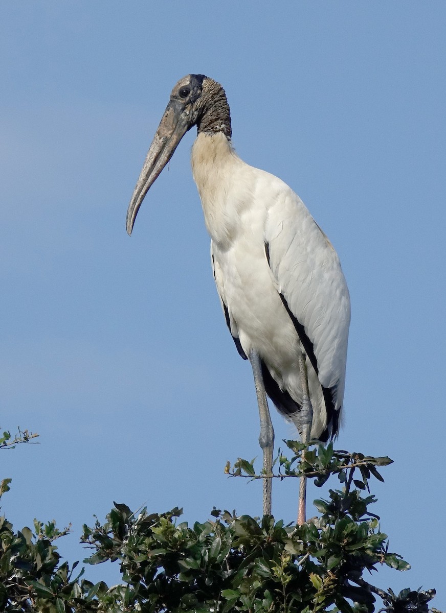 Wood Stork - ML69358921