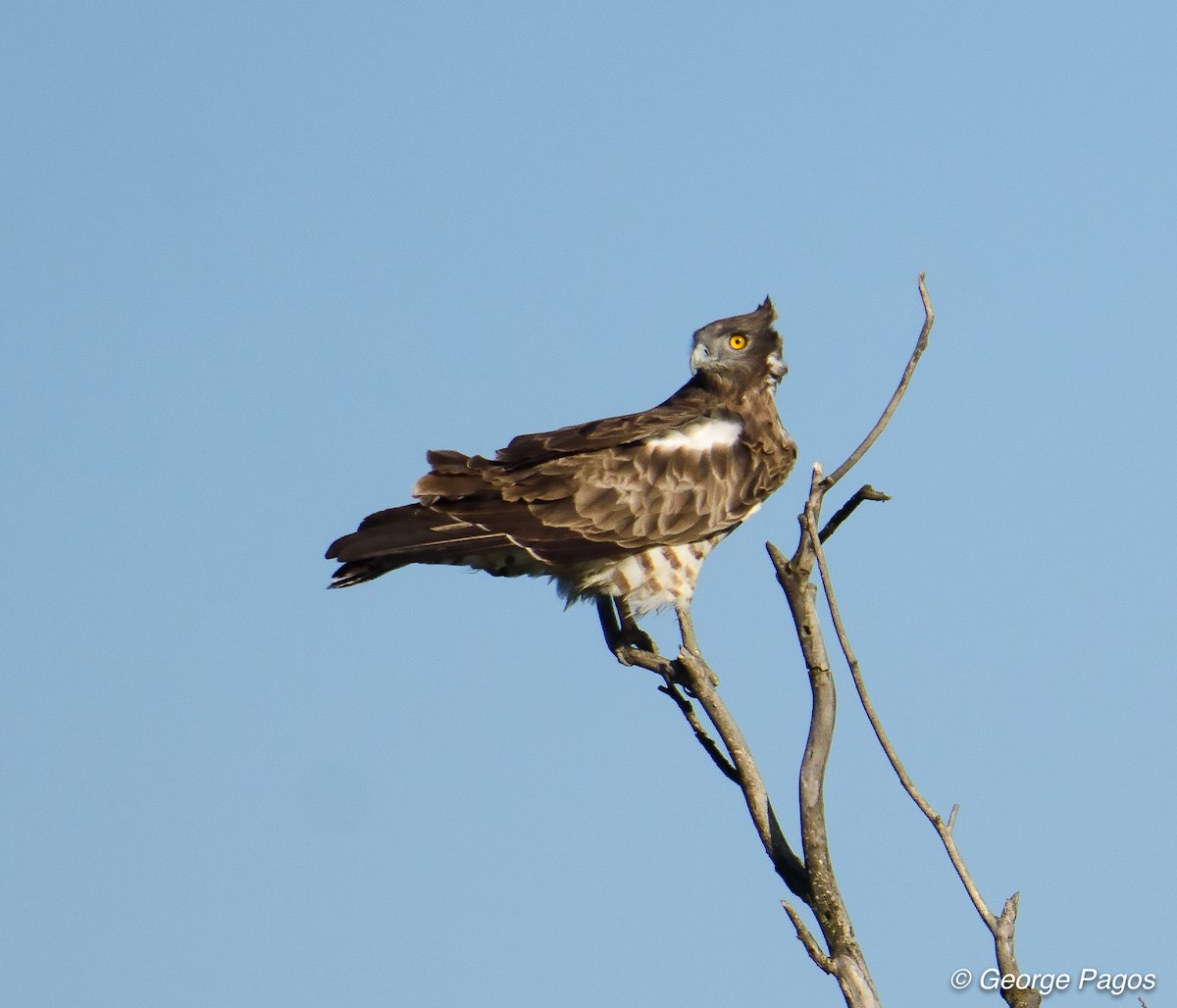 Short-toed Snake-Eagle - ML69358941