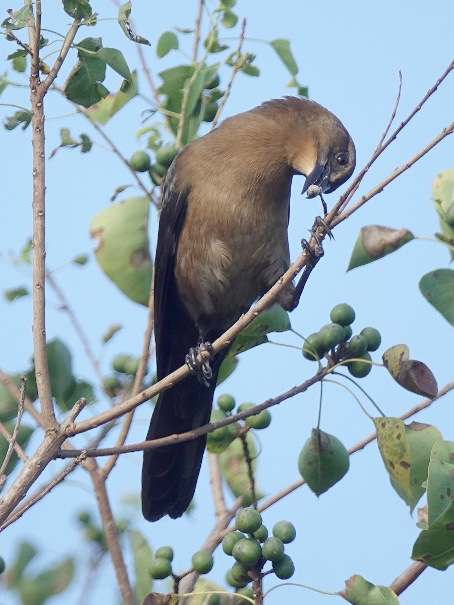 Boat-tailed Grackle - ML69359191