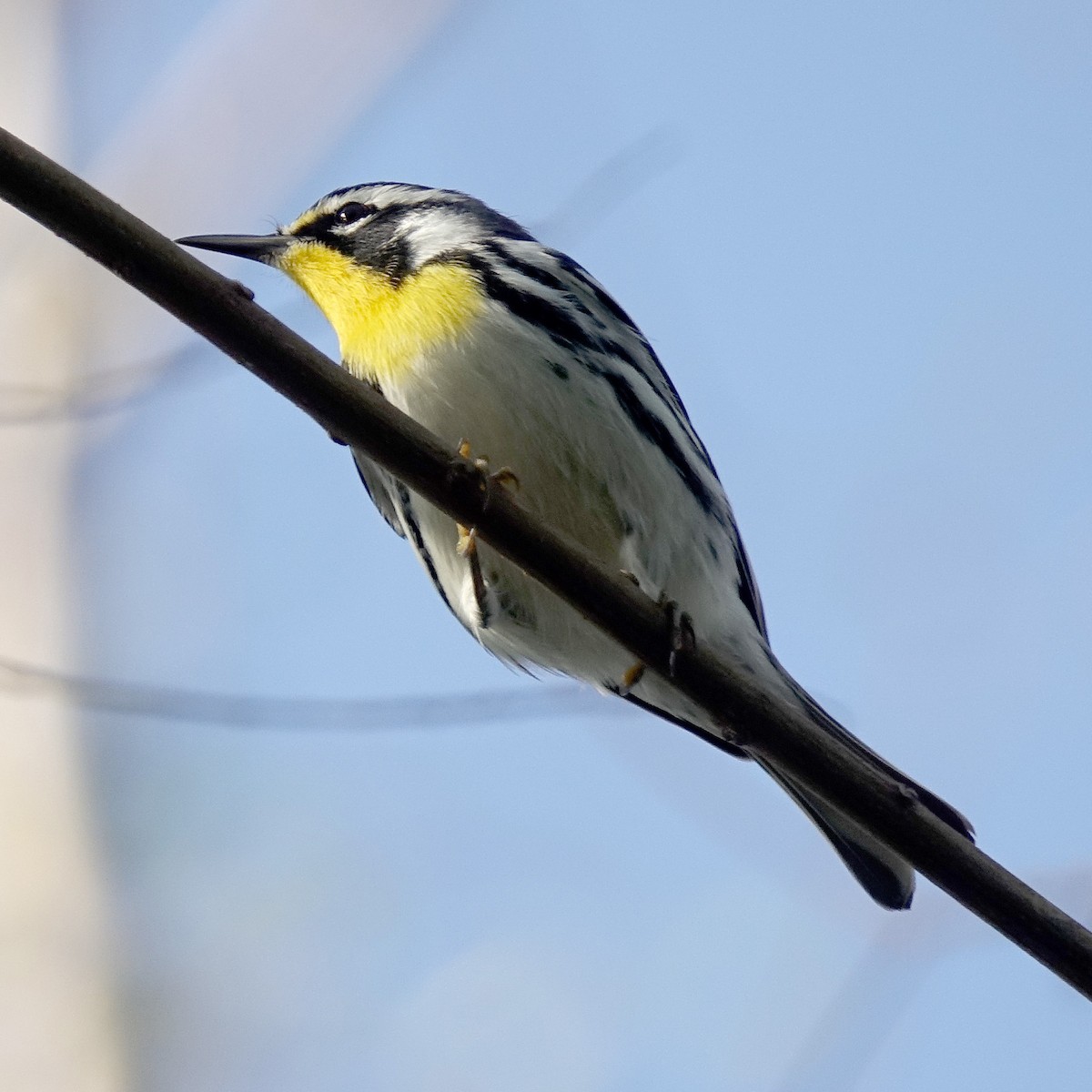 Yellow-throated Warbler - ML69359751