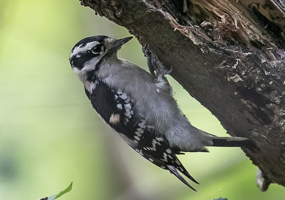 Downy Woodpecker - ML69360951