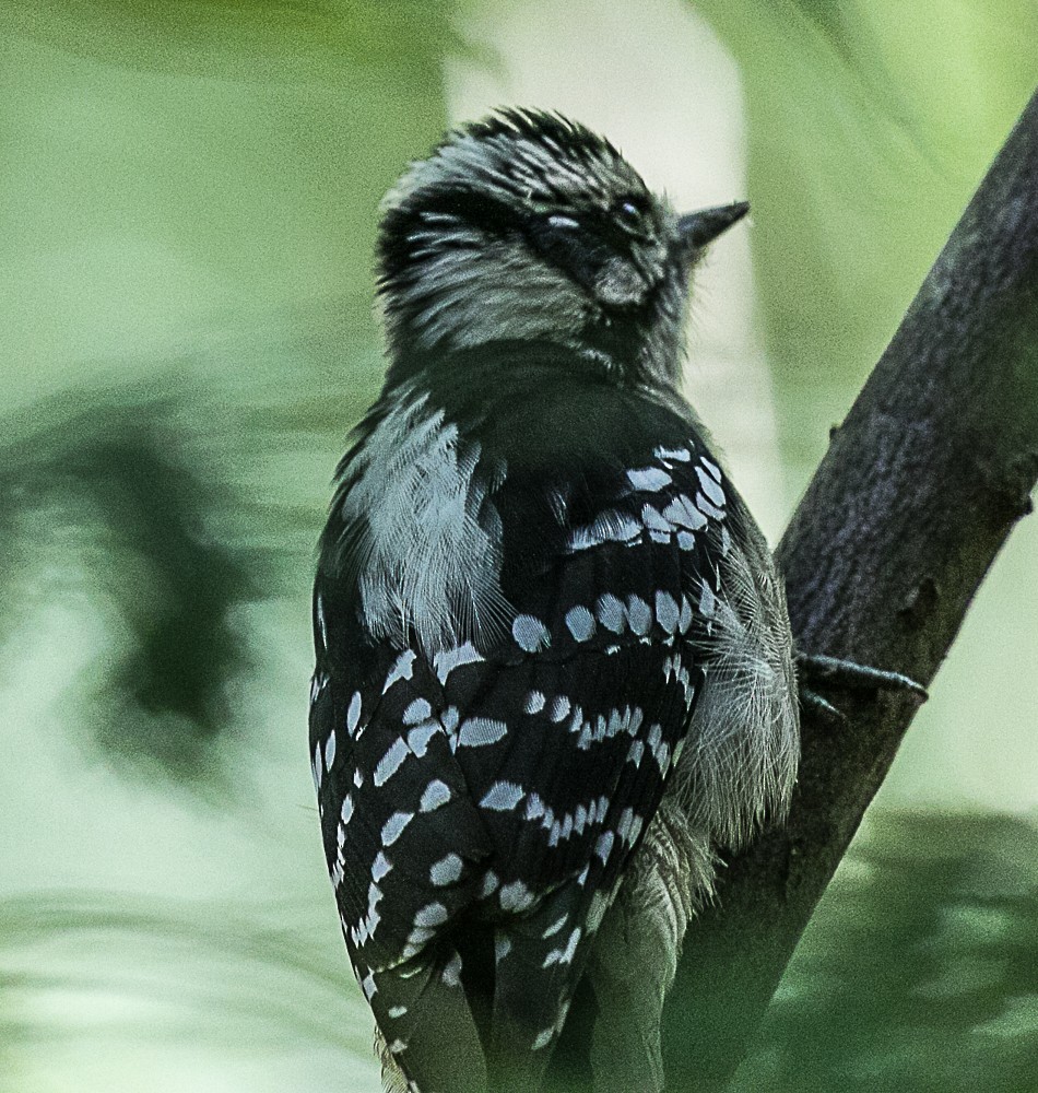 Downy Woodpecker - ML69360971