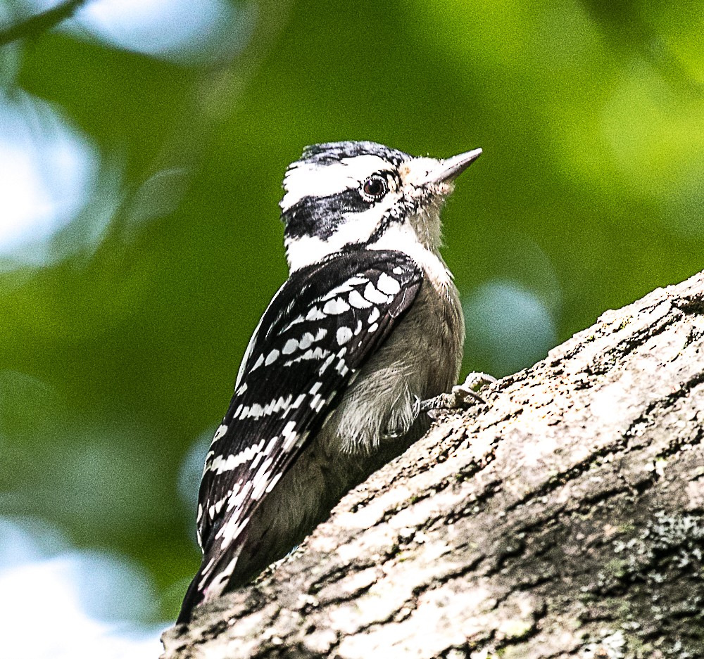 Downy Woodpecker - ML69361051