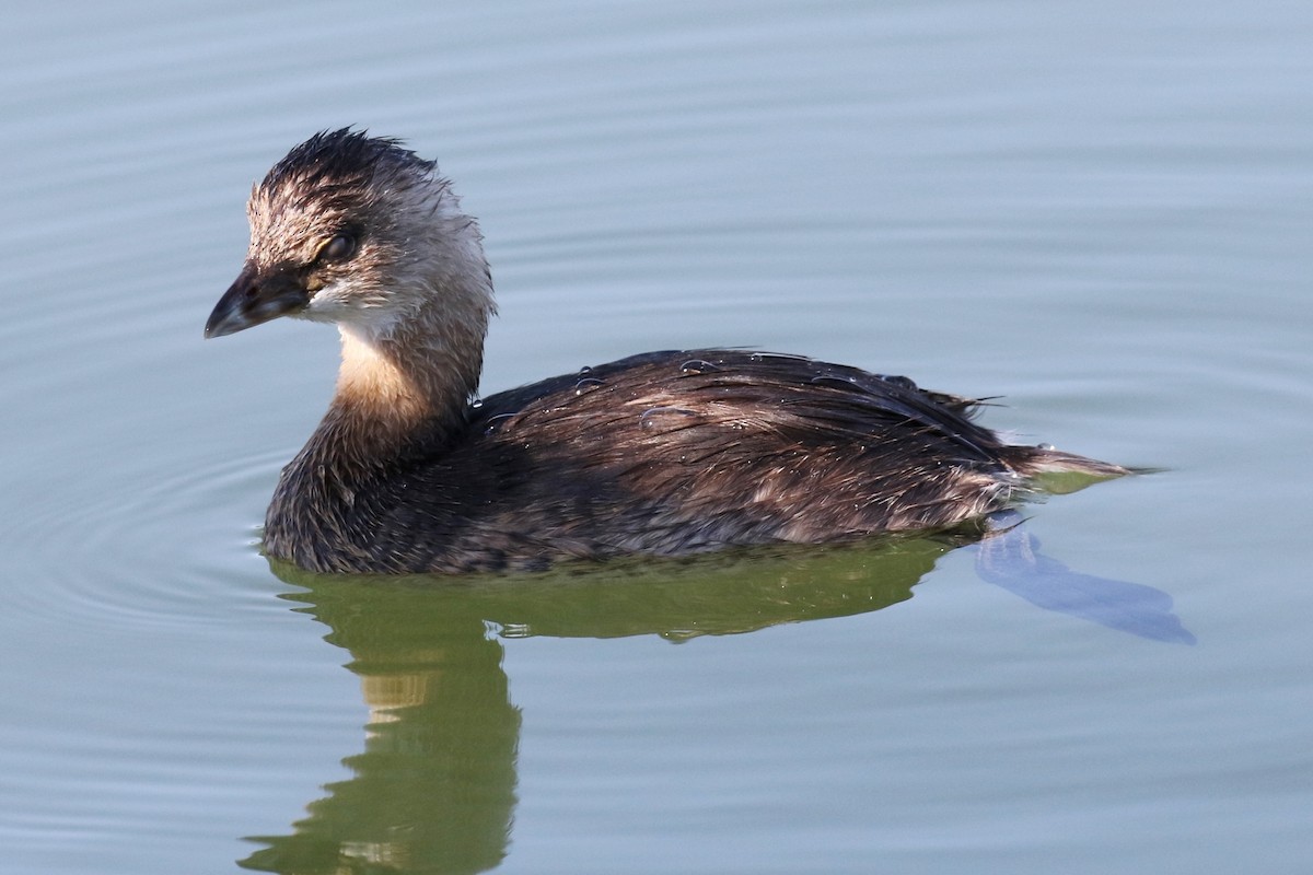 Pied-billed Grebe - ML69361981