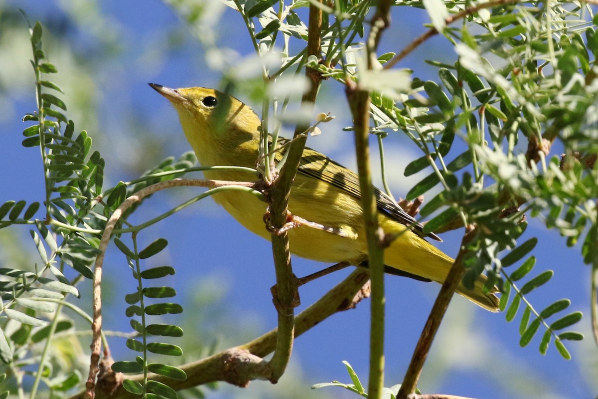 Yellow Warbler - ML69362391