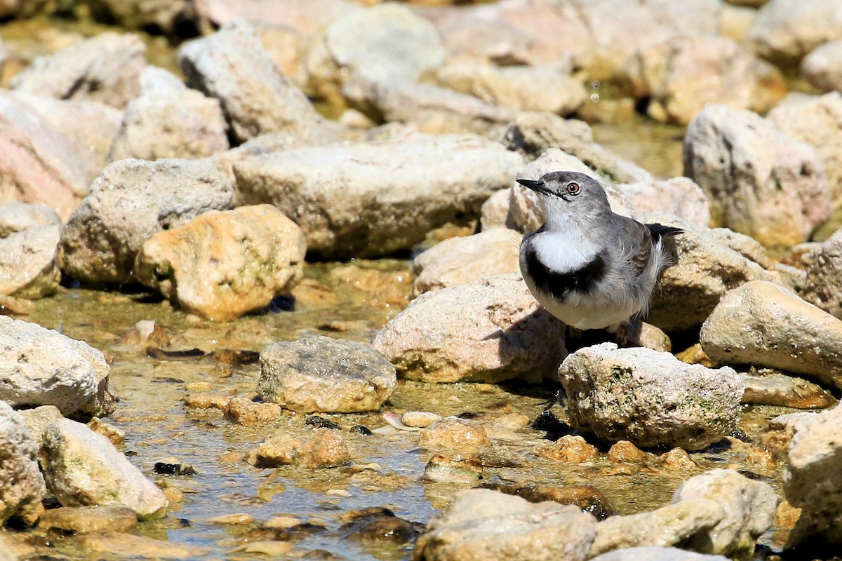 White-fronted Chat - ML69363741