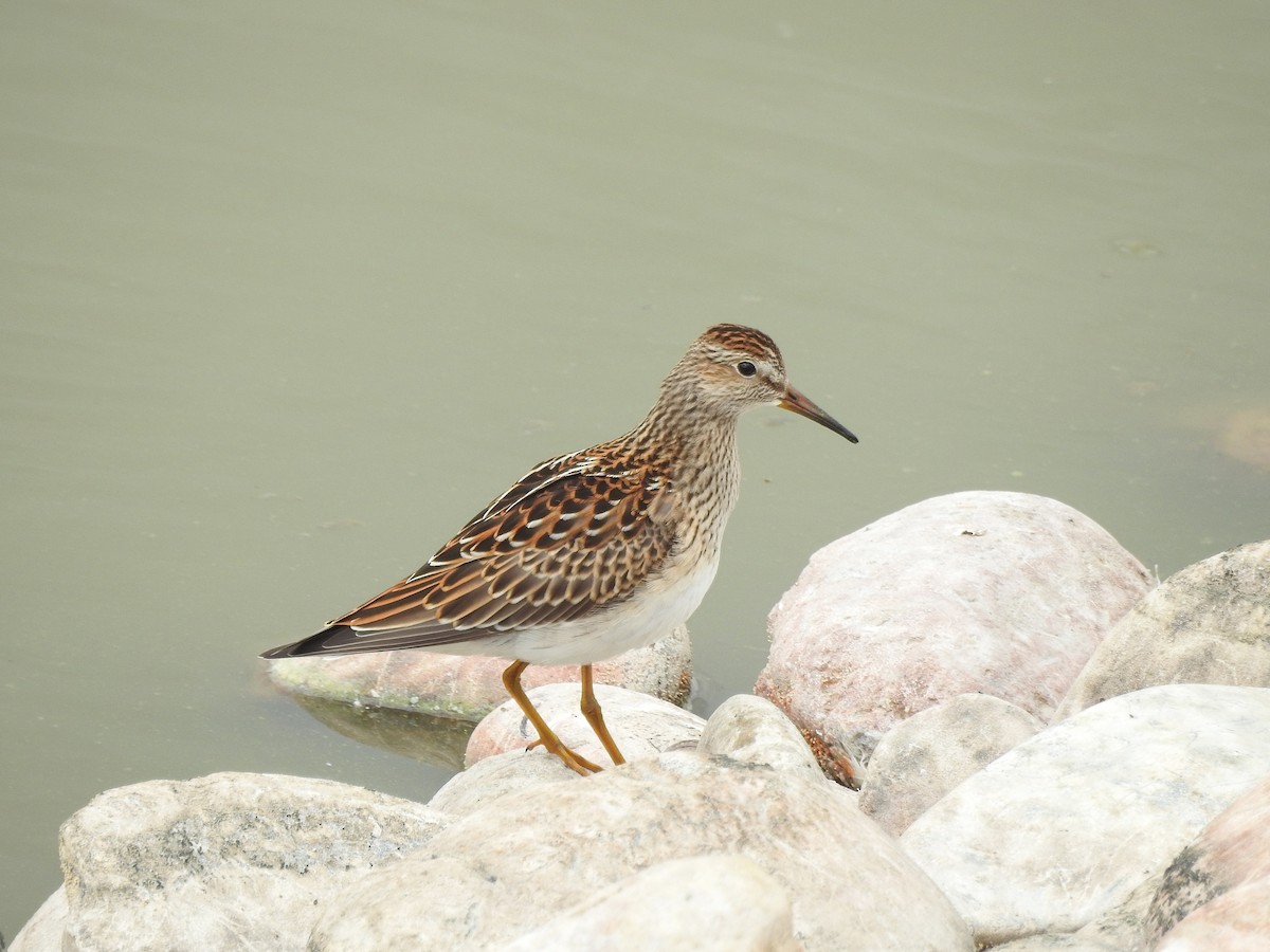 Pectoral Sandpiper - ML69364141