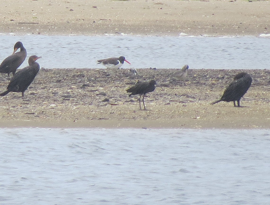 Glossy/White-faced Ibis - Tom Boyle