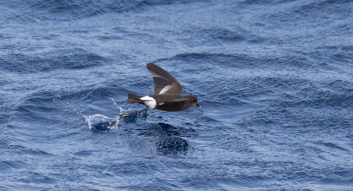 黃蹼洋海燕 - ML69365961