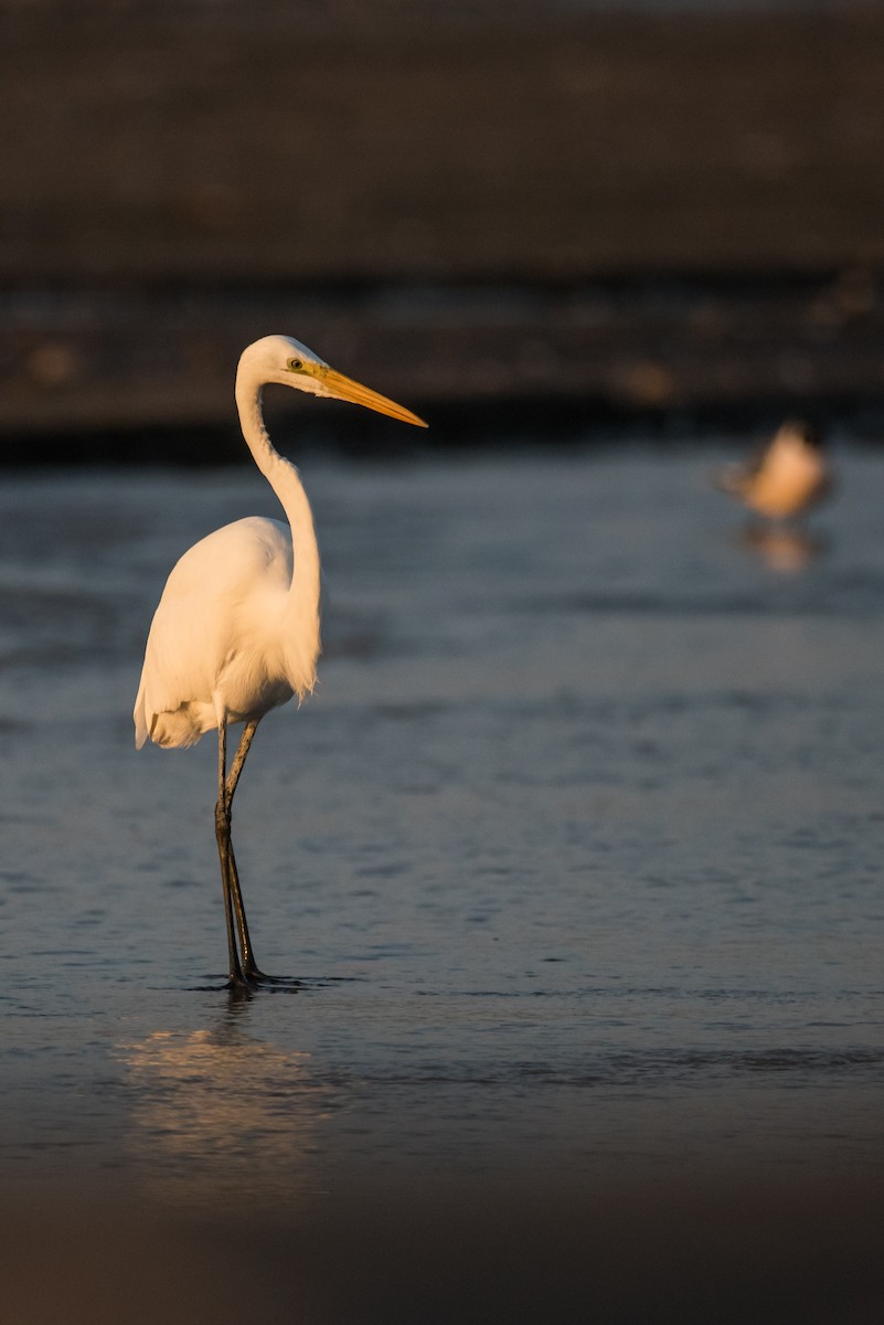 Great Egret - ML69366371