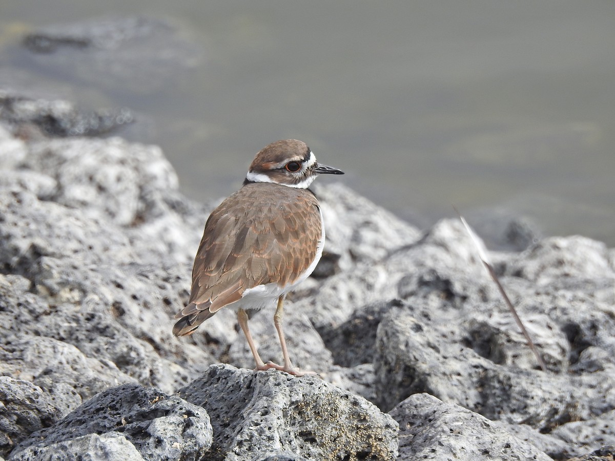 Killdeer - ML69366641