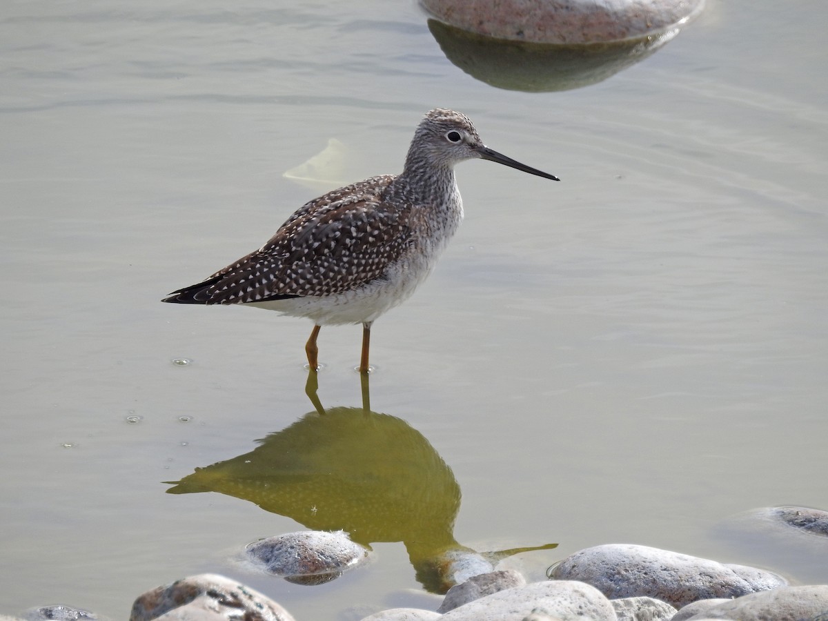 Lesser Yellowlegs - ML69366681