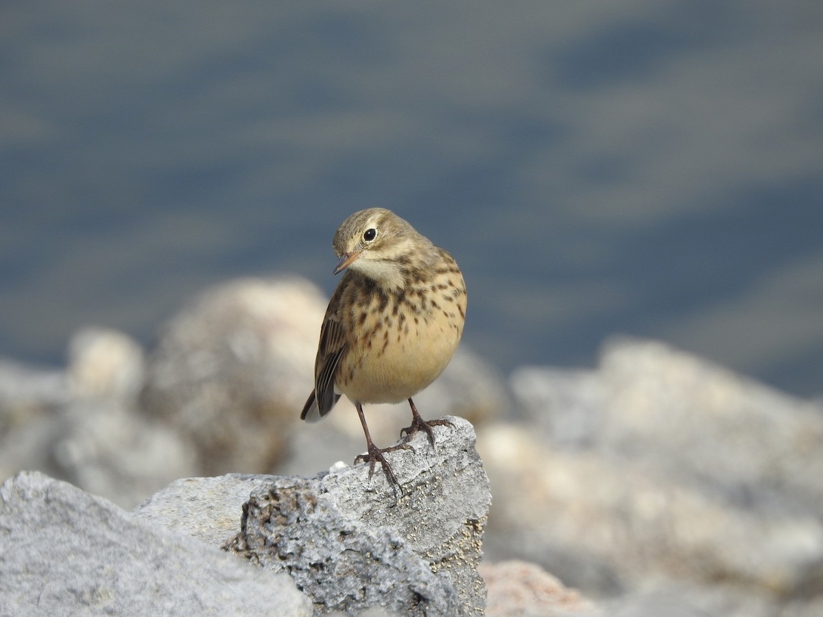 Pipit d'Amérique - ML69366841