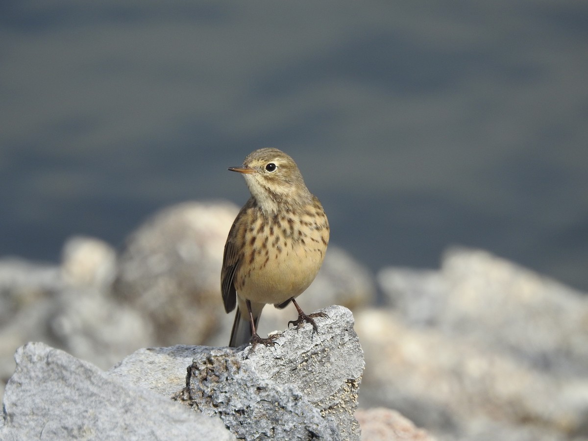 Pipit d'Amérique - ML69366931