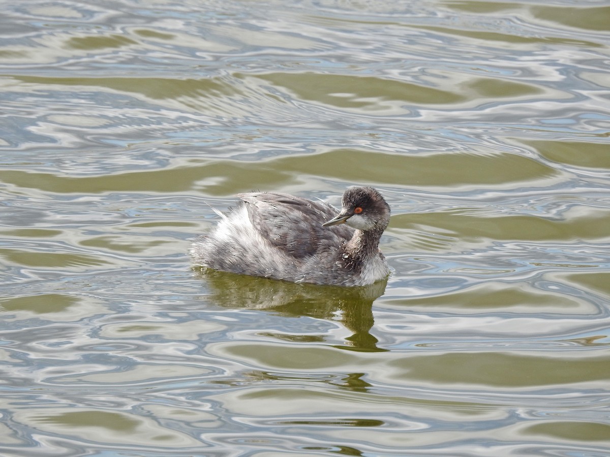 Eared Grebe - ML69367161