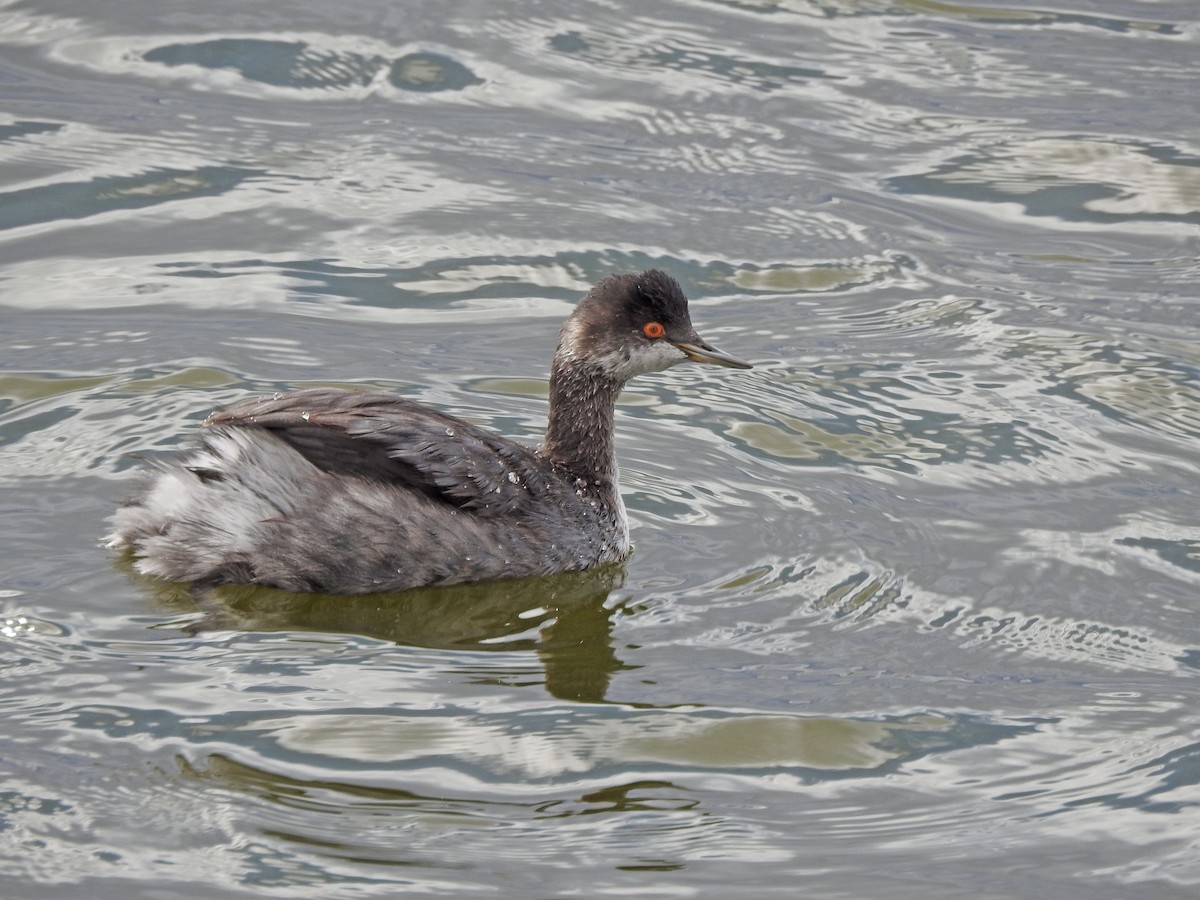 Eared Grebe - ML69367171