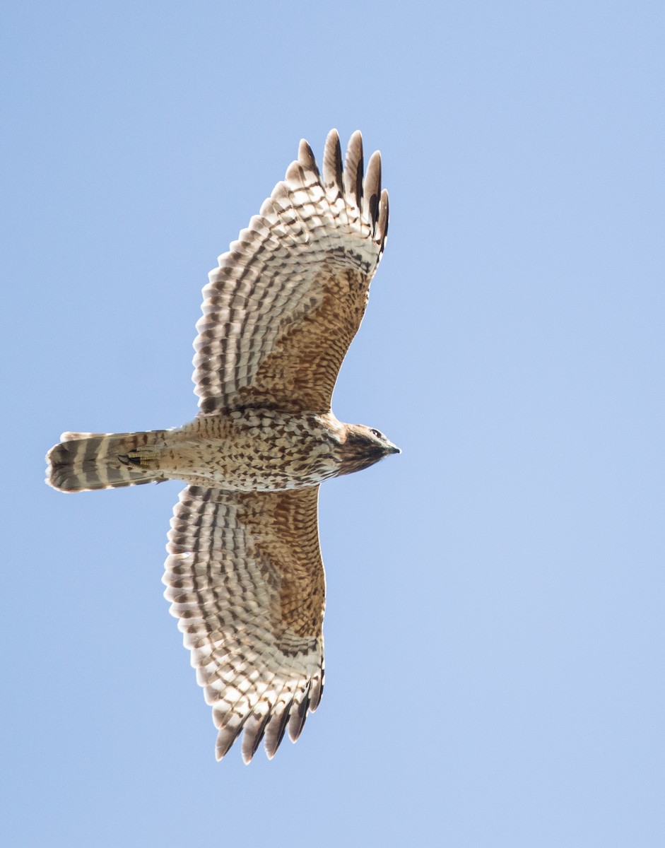 Red-shouldered Hawk (elegans) - Blake Matheson