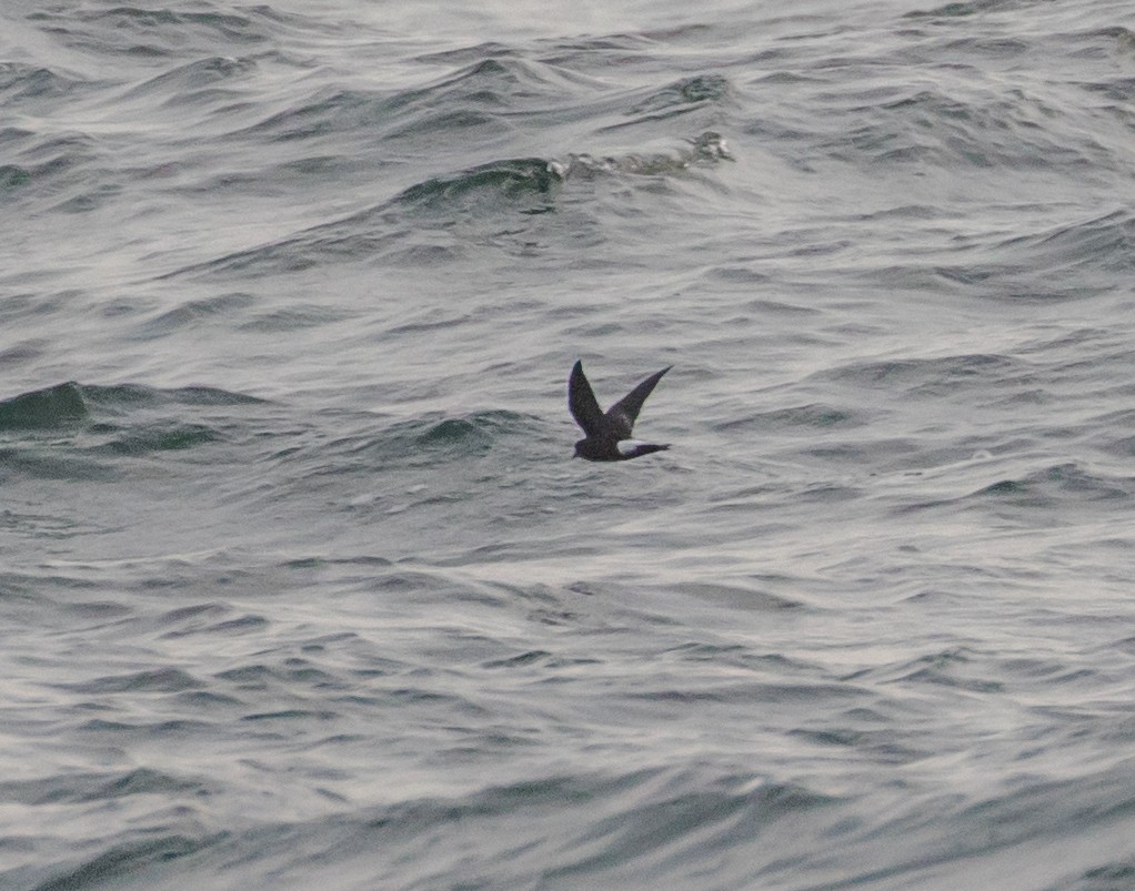 Wilson's Storm-Petrel - Cullen Hanks