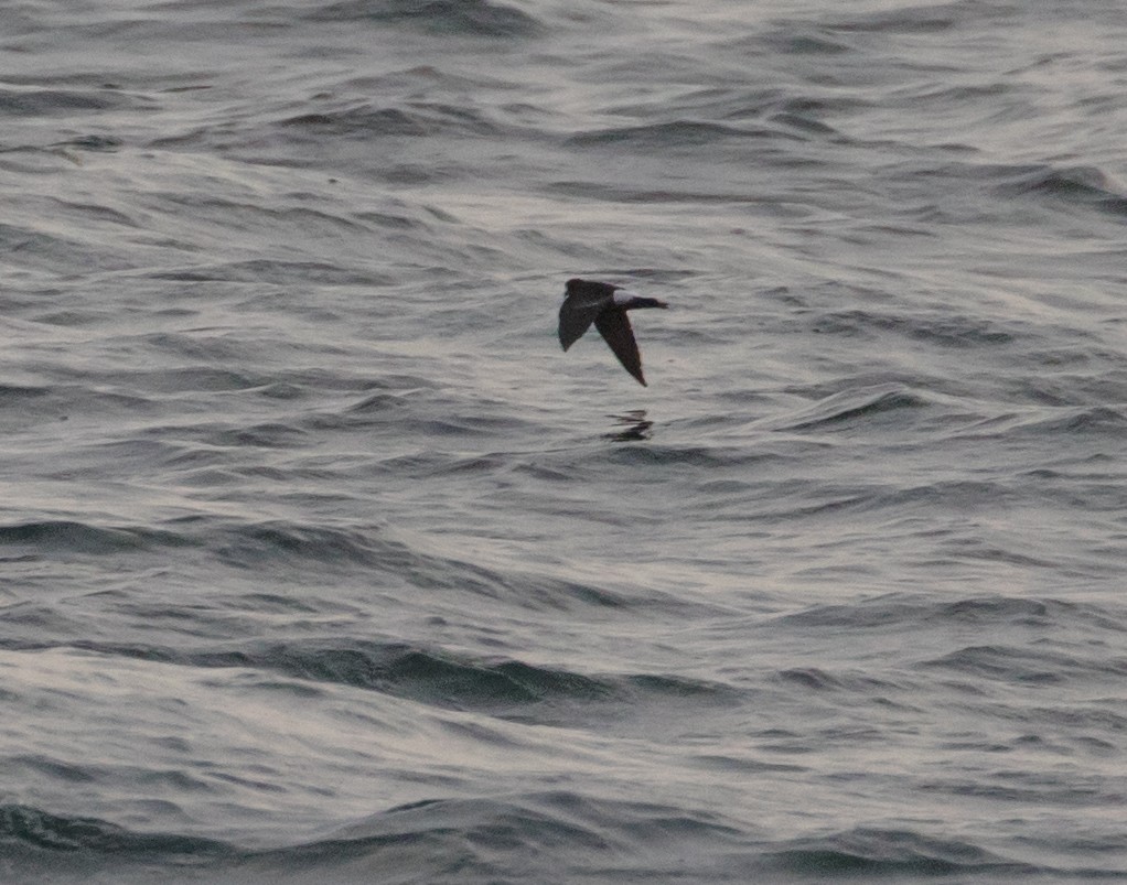 Wilson's Storm-Petrel - Cullen Hanks