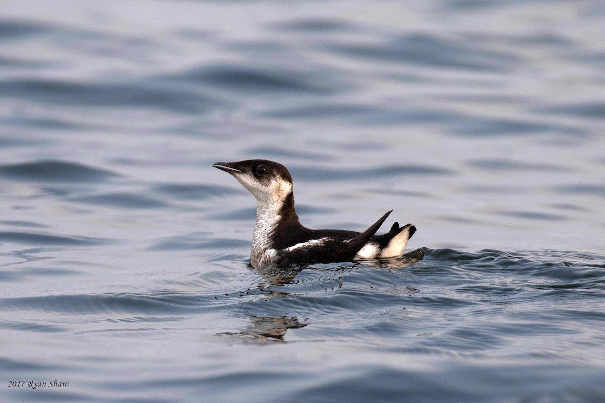 Guillemot marbré - ML69373111