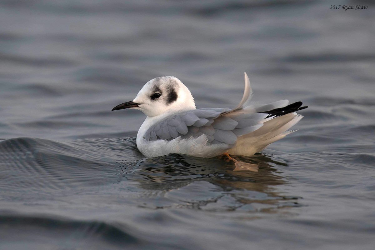 Bonaparte's Gull - ML69373131