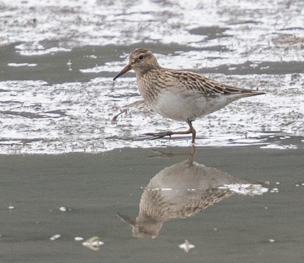 Pectoral Sandpiper - Caroline Lambert