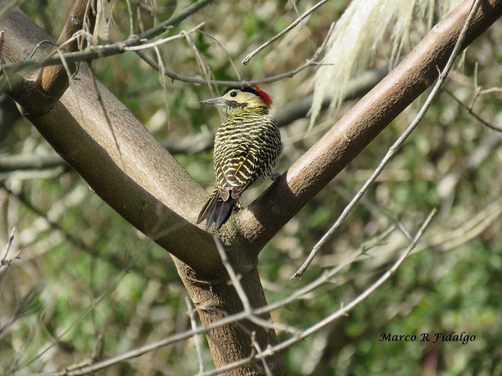 Green-barred Woodpecker - Marco Fidalgo