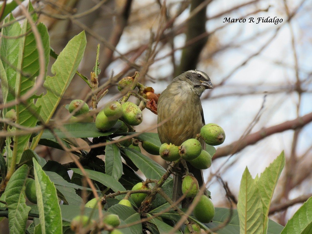 Green-winged Saltator - ML69373841