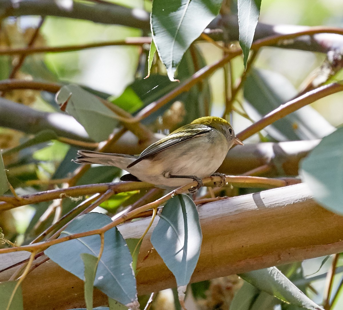 Chestnut-sided Warbler - ML69375621