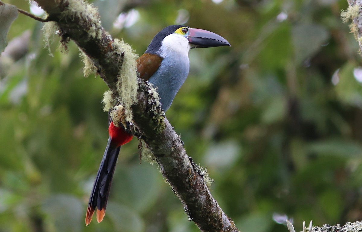 Toucan à bec noir - ML69379611