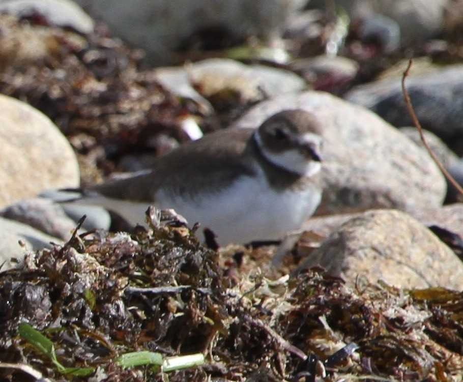 Common Ringed Plover - ML69379991