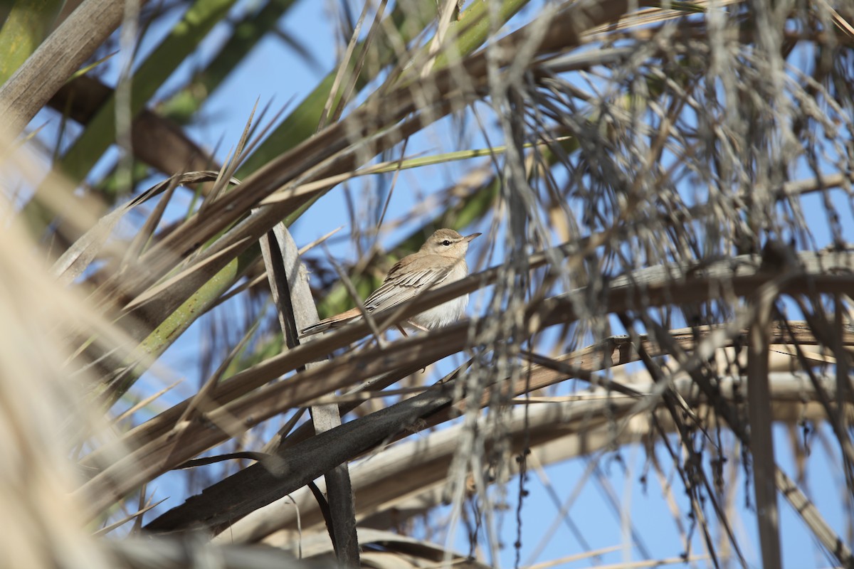 Rufous-tailed Scrub-Robin (Rufous-tailed) - ML69380461