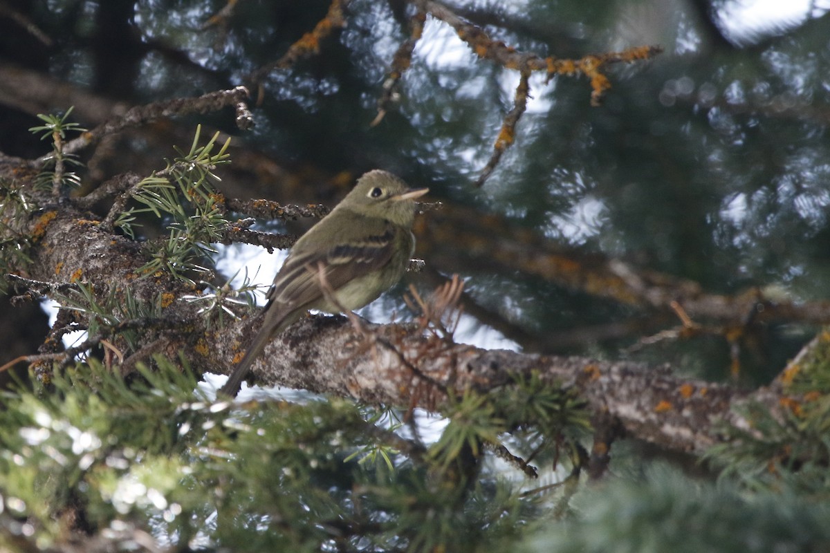 Western Flycatcher (Cordilleran) - ML69380931