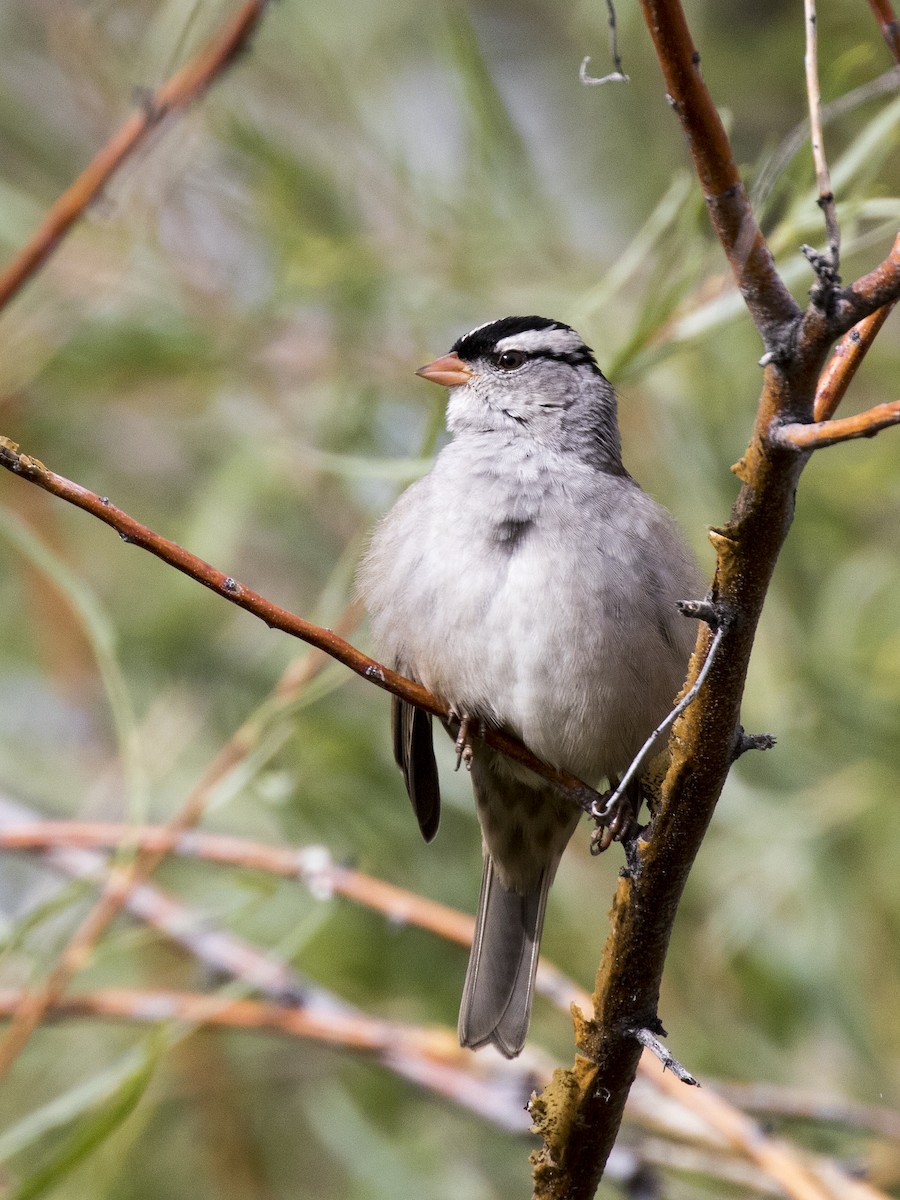 White-crowned Sparrow - Bob Martinka