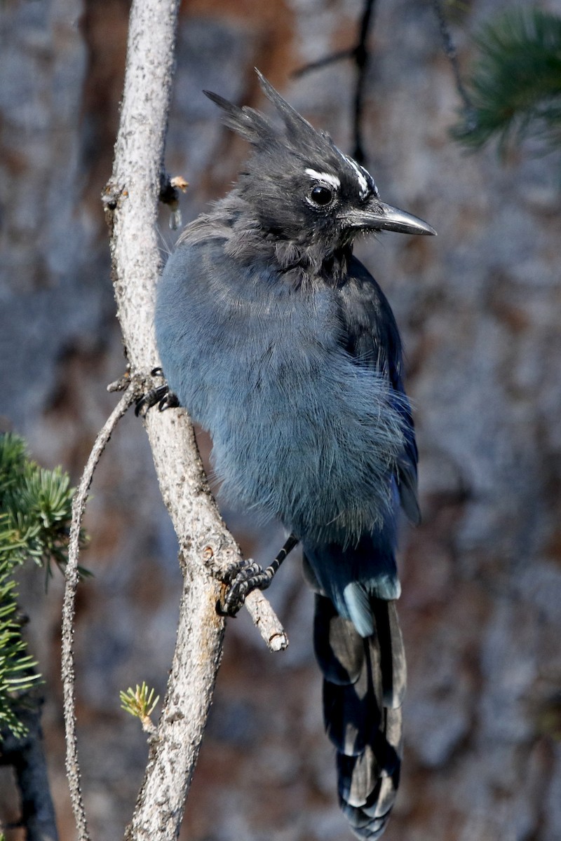 Steller's Jay - ML69381001