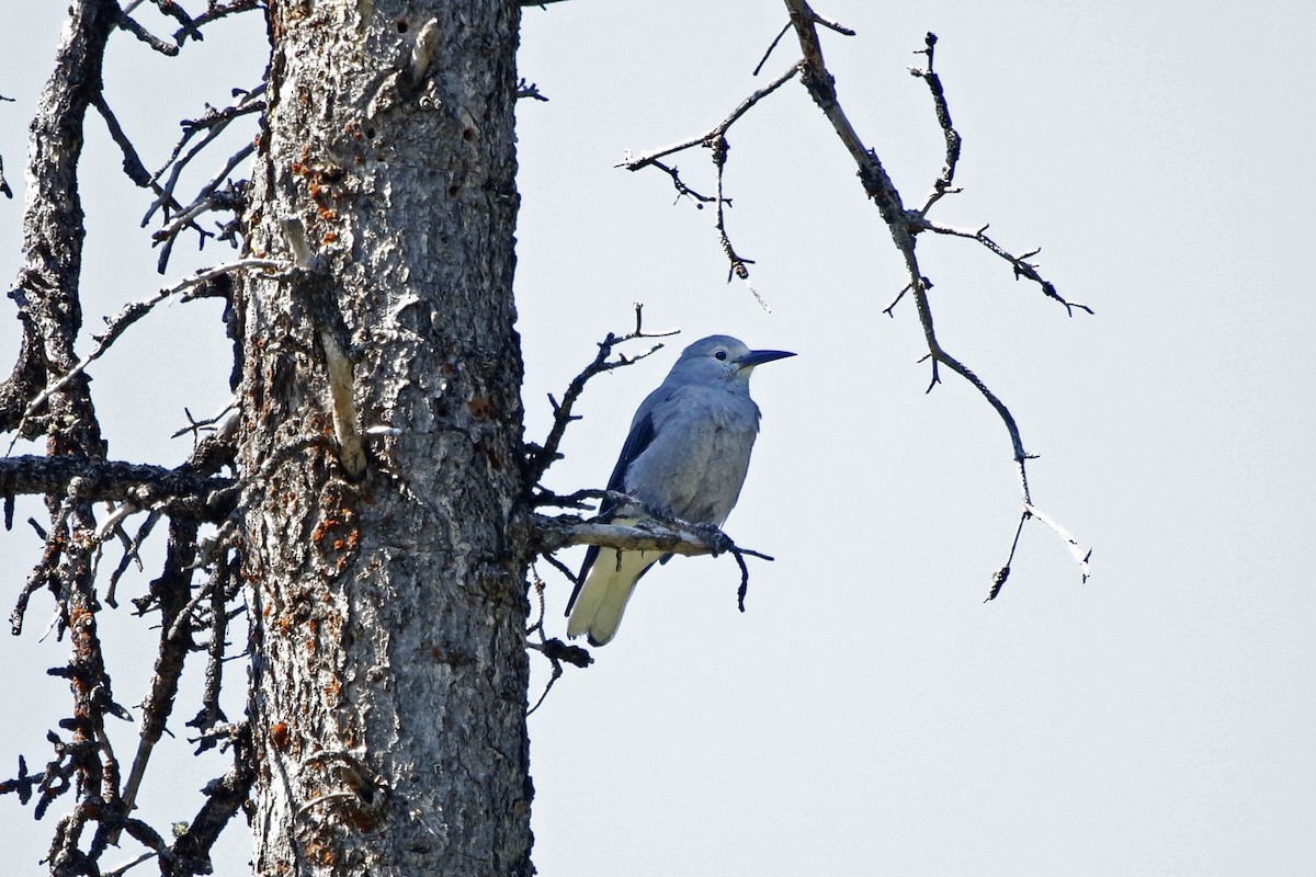 Clark's Nutcracker - ML69381151